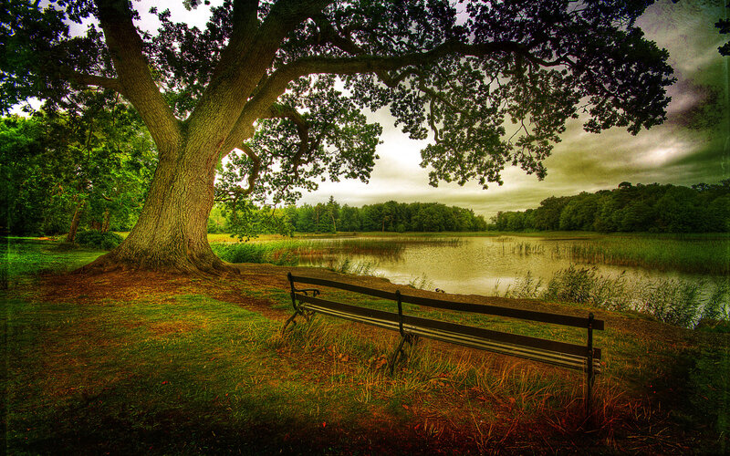 Bench under Large Tree