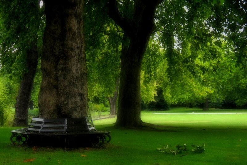 Bench under Large Trees
