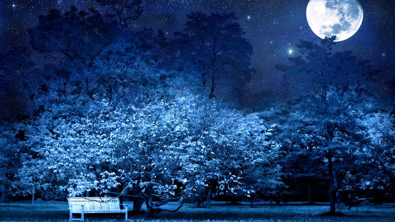 Bench under Moonlit Trees