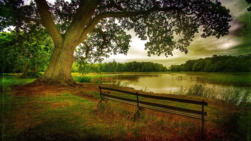 Bench under Oak Tree — Green