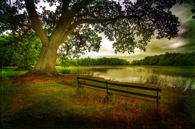 Bench under Oak Tree