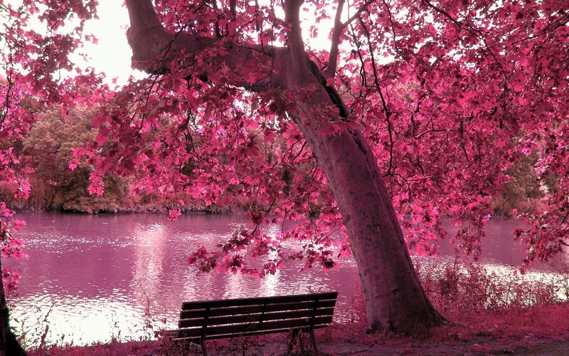 Bench under Pink Tree — Serene, Photograph, River