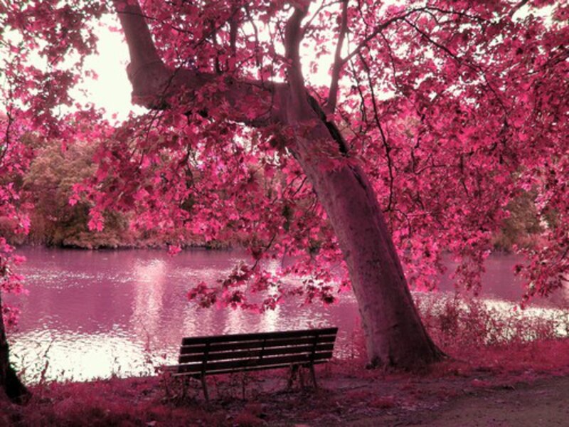 Bench under Pink Tree — Serene, Spring