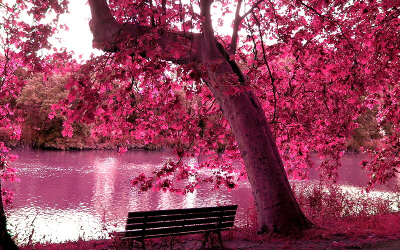 Bench under Pink Tree — Serene
