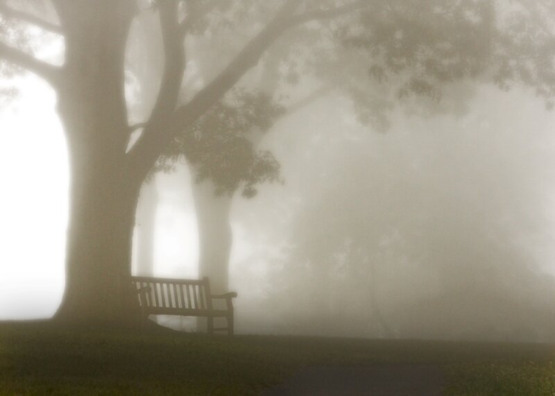 Bench under Tree — Gray
