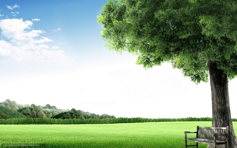 Bench under Tree — Green, Serene, Afternoon