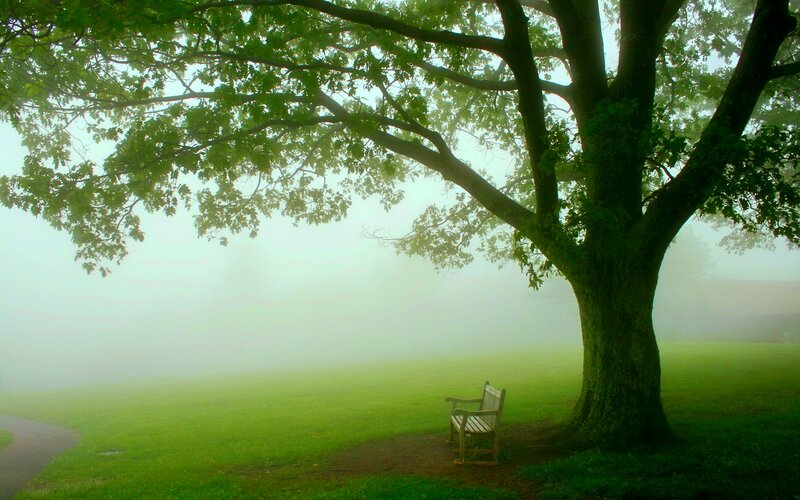 Bench under Tree — Green, Serene, Morning