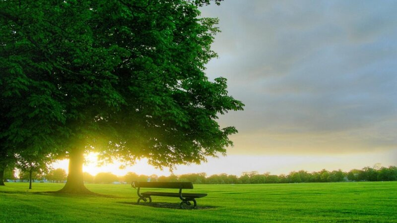 Bench under Tree — Green, Serene, Sunset, Photograph, Field