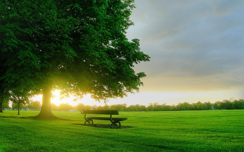 Bench under Tree — Green, Serene, Sunset, Photograph, Grass, Sun, Yellow, Gray