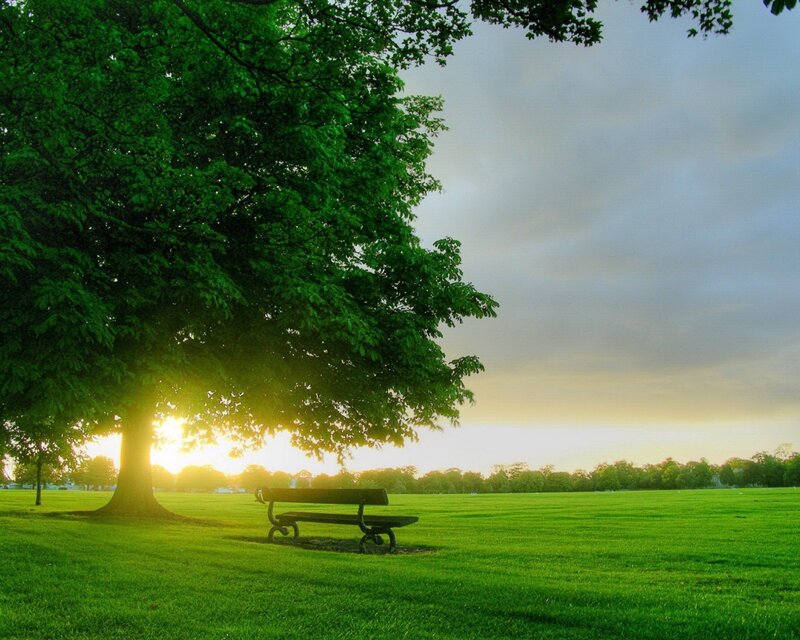 Bench under Tree — Green, Serene, Sunset, Photograph, Grass, Sun, Yellow