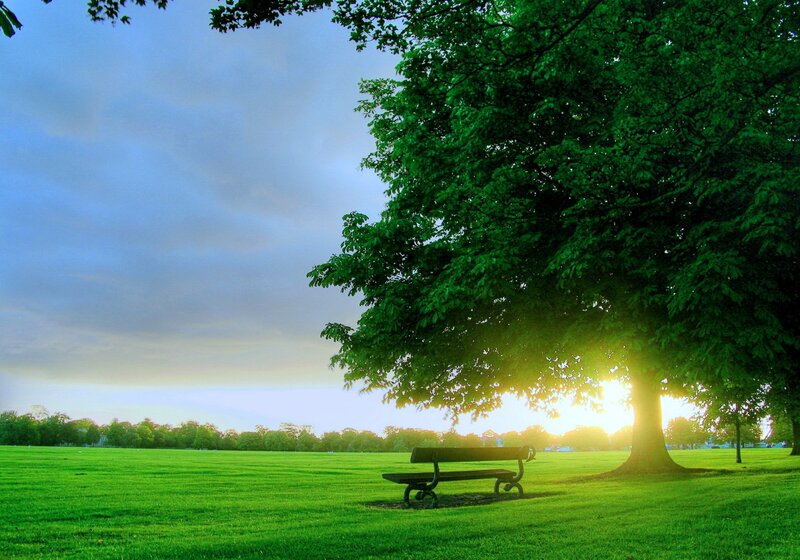 Bench under Tree — Green, Serene, Sunset, Photograph, Grass