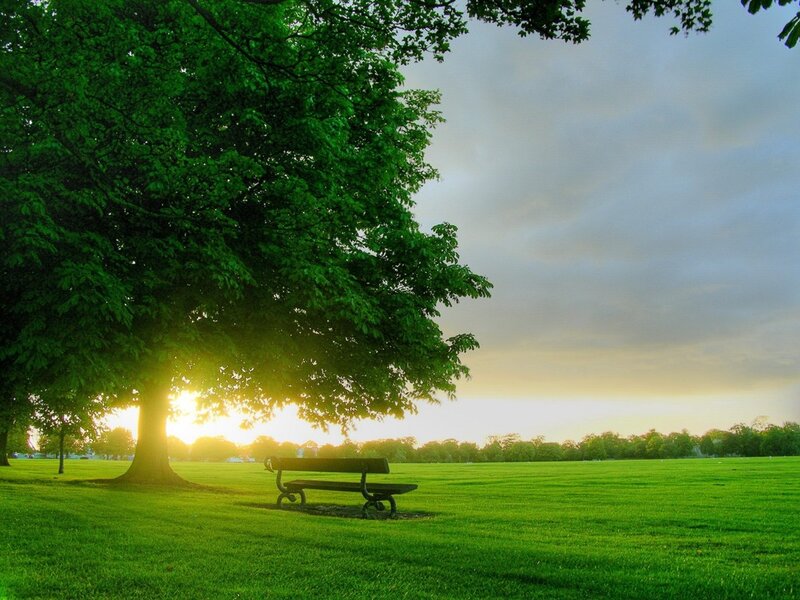 Bench under Tree — Green, Serene, Sunset, Photograph