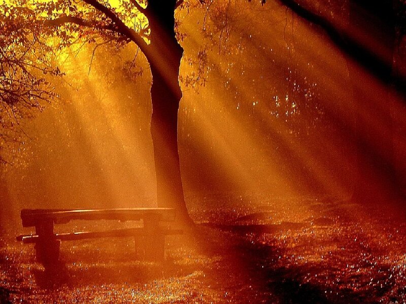 Bench under Tree — Orange