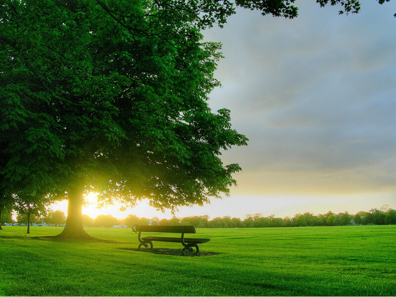 Bench under Tree — Photograph