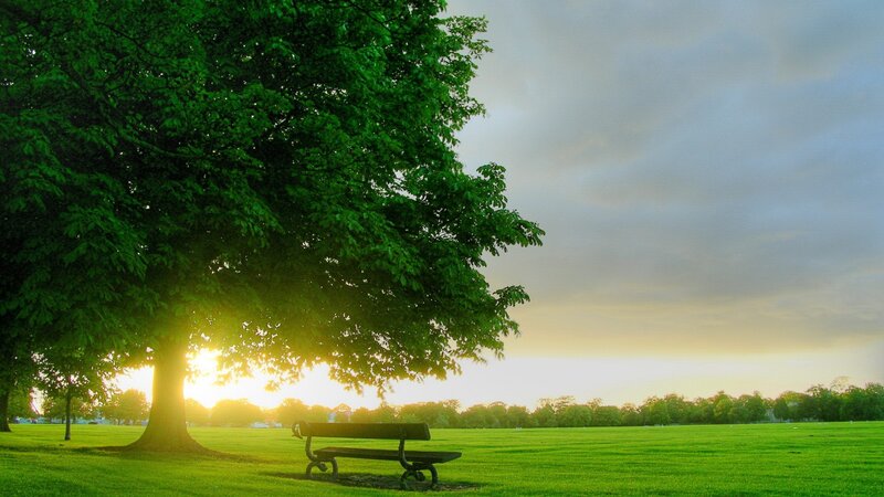 Bench under Tree — Serene