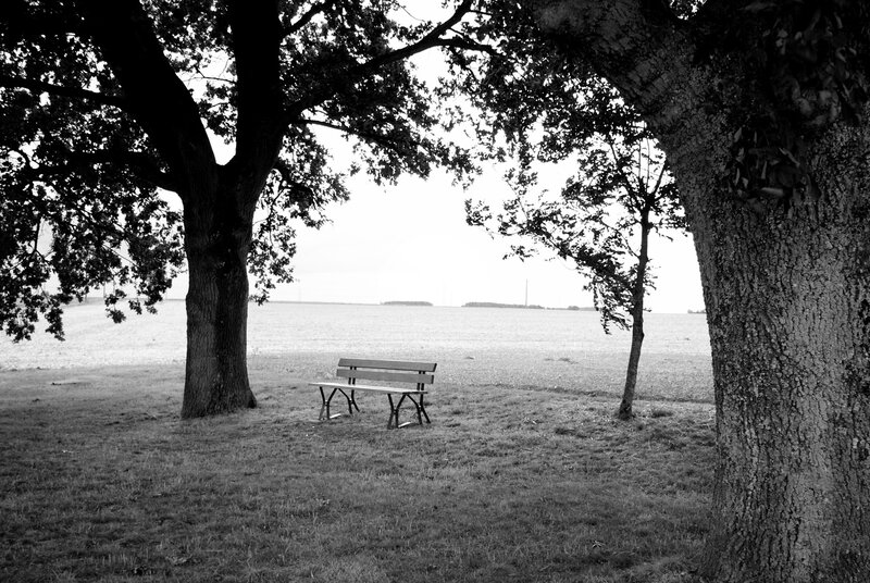 Bench under trees by water