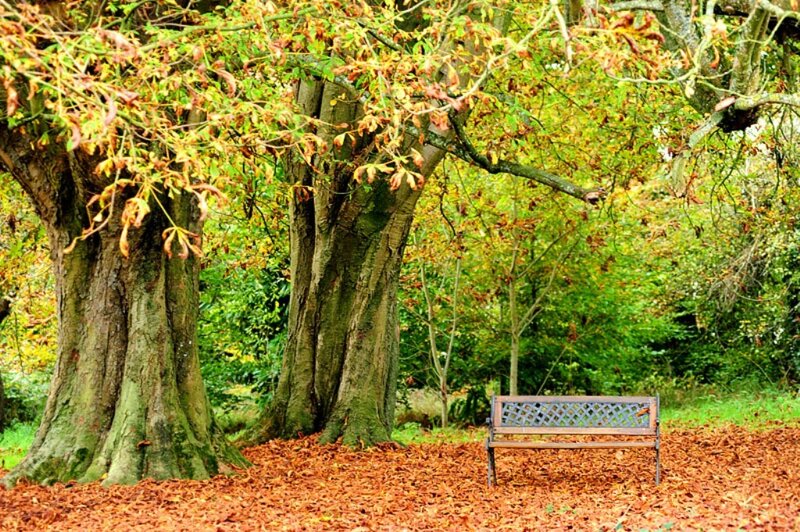 Bench under Trees
