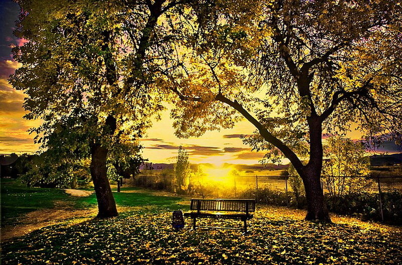 Bench under Trees — Yellow