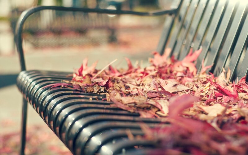 Bench with Autumn Leaves