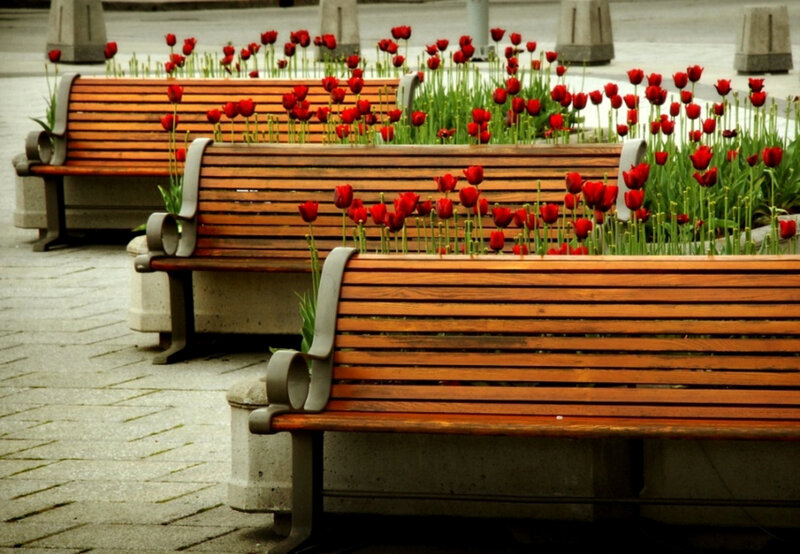 Bench with red tulips