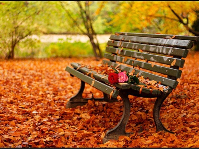 Bench with Roses