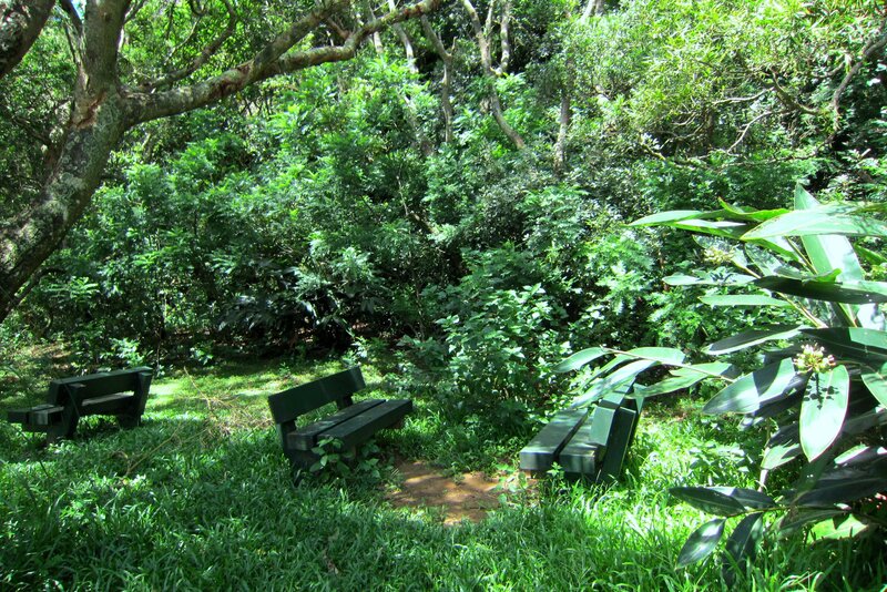 Benches in Forest