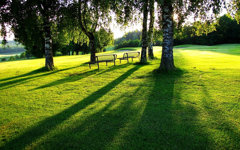 Benches under Trees