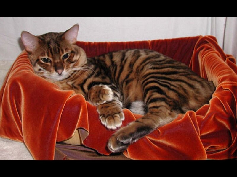 Bengal cat in a red bed