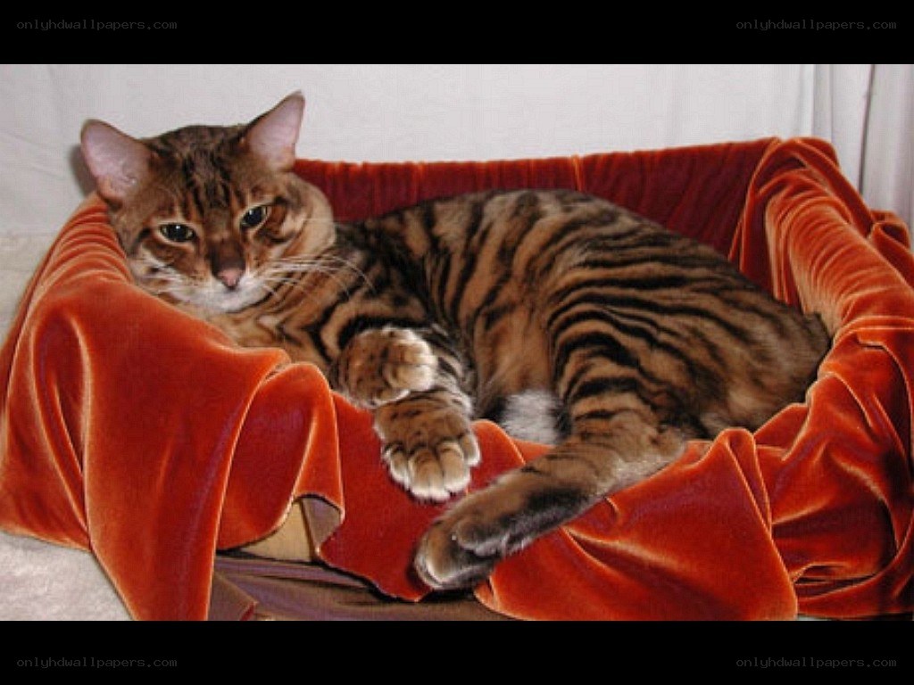 Bengal cat in a red bed