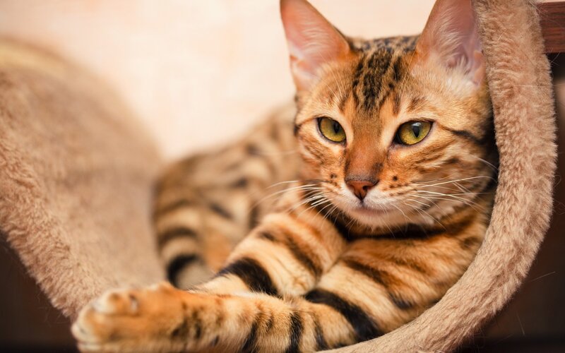 Bengal Cat in Bed — Brown