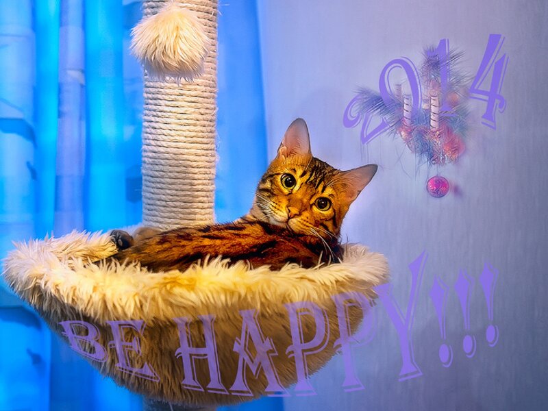 Bengal Cat in Bed