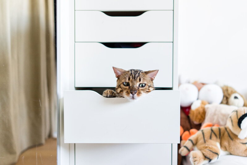 Bengal Cat in Drawer