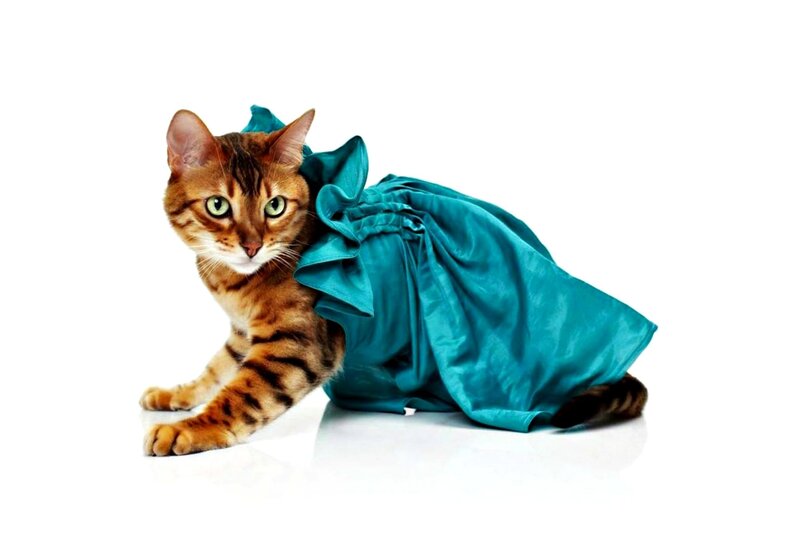 Bengal Cat in Dress