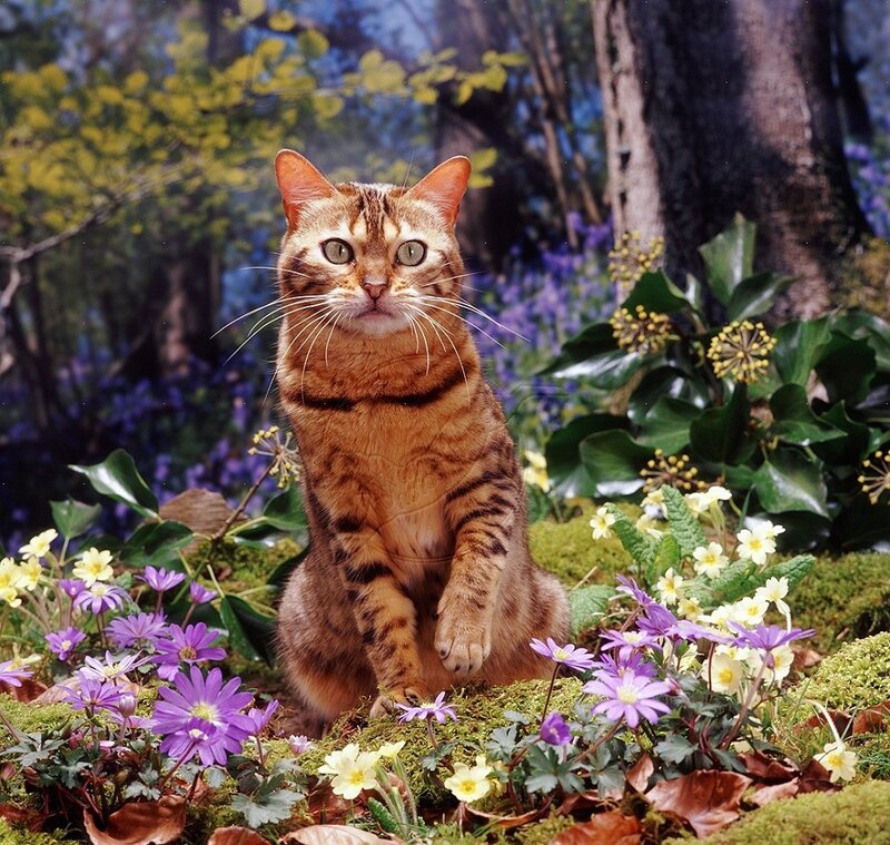 Bengal Cat in Flowers — Brown