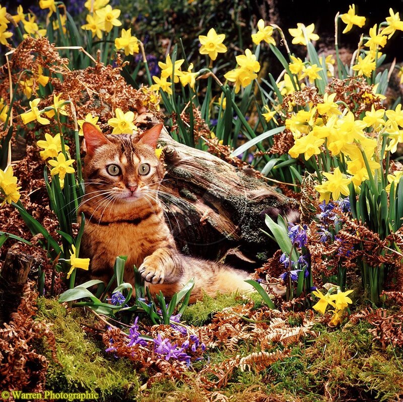 Bengal Cat in Flowers
