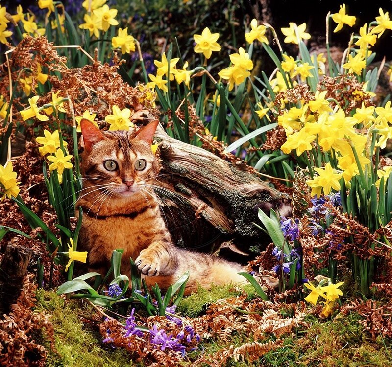 Bengal Cat in Flowers — Yellow