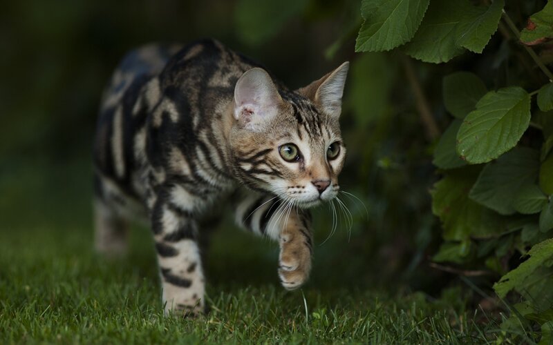 Bengal Cat in Grass — Green, Alert, Afternoon
