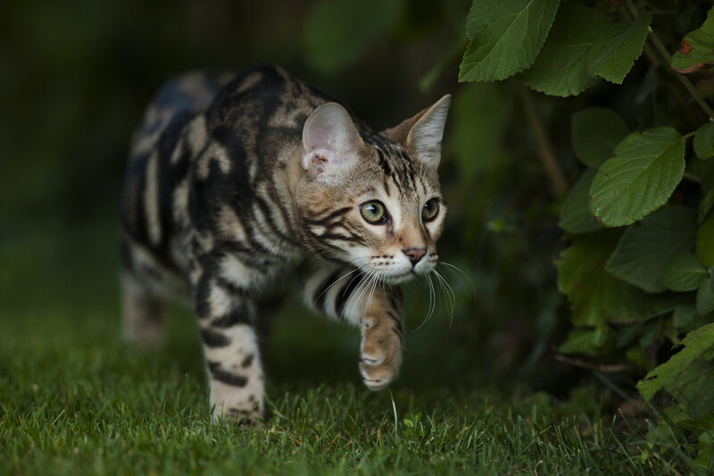 Bengal Cat in Grass — Green, Alert