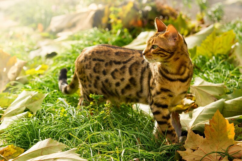 Bengal Cat in Grass — Green, Serene, Autumn