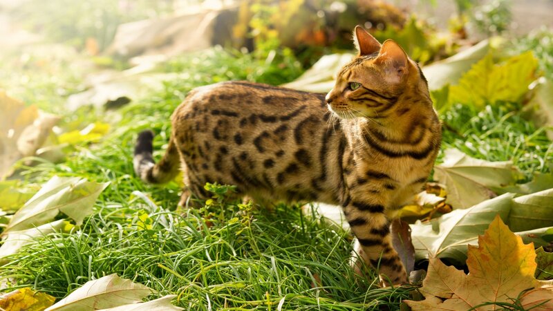 Bengal Cat in Grass — Green, Serene