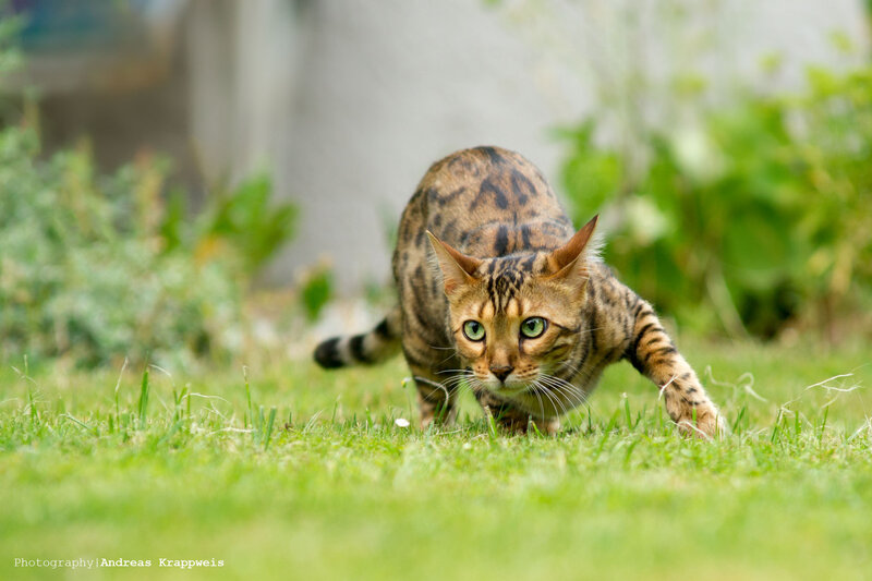 Bengal Cat in Grass — Green