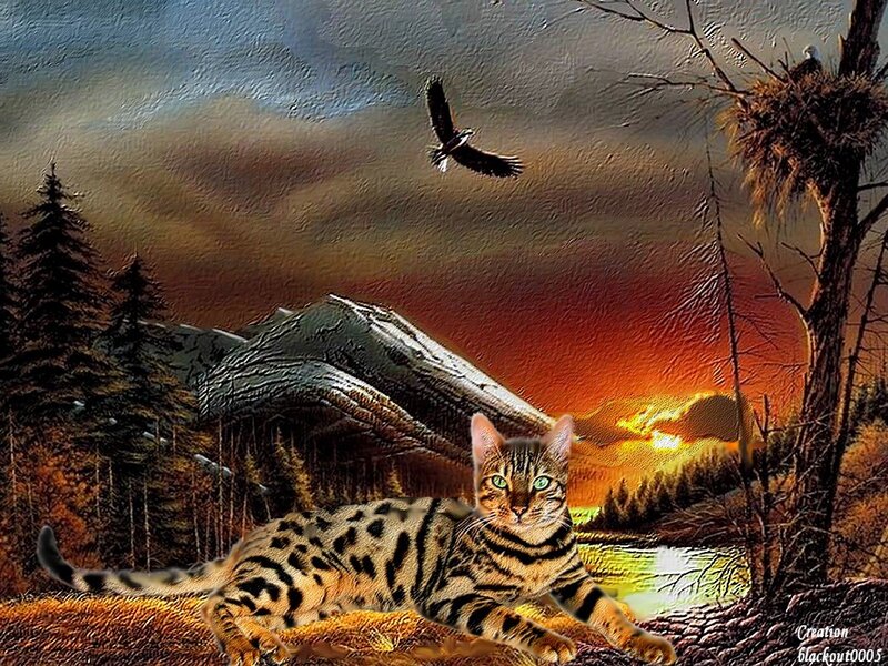 Bengal Cat in Landscape