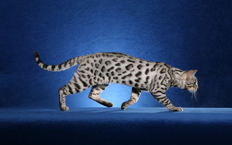 Bengal cat in motion