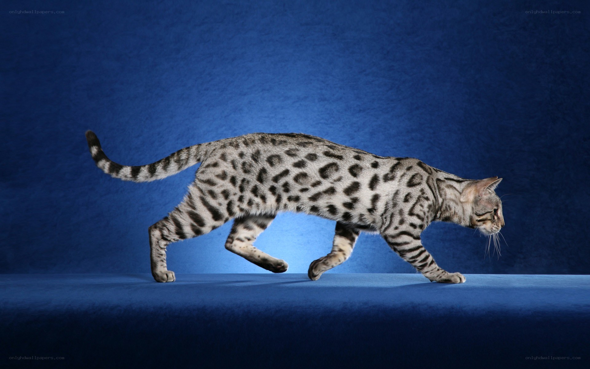 Bengal cat in motion