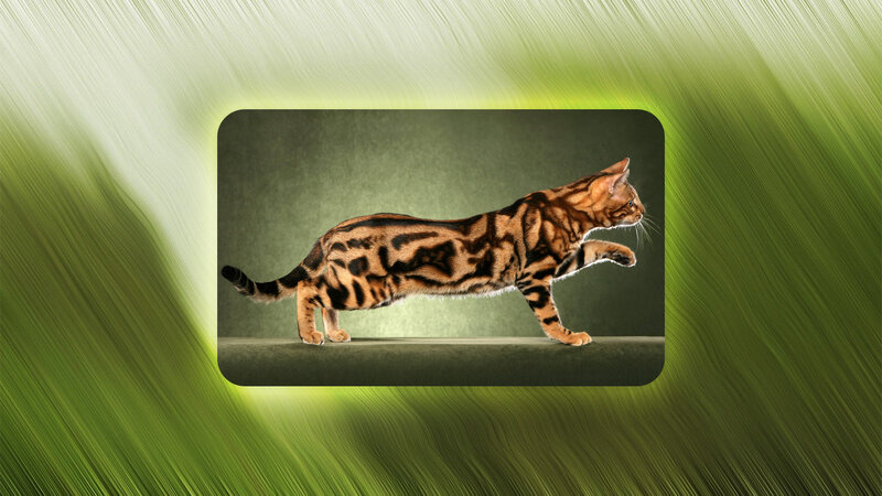 Bengal Cat in Motion — Green