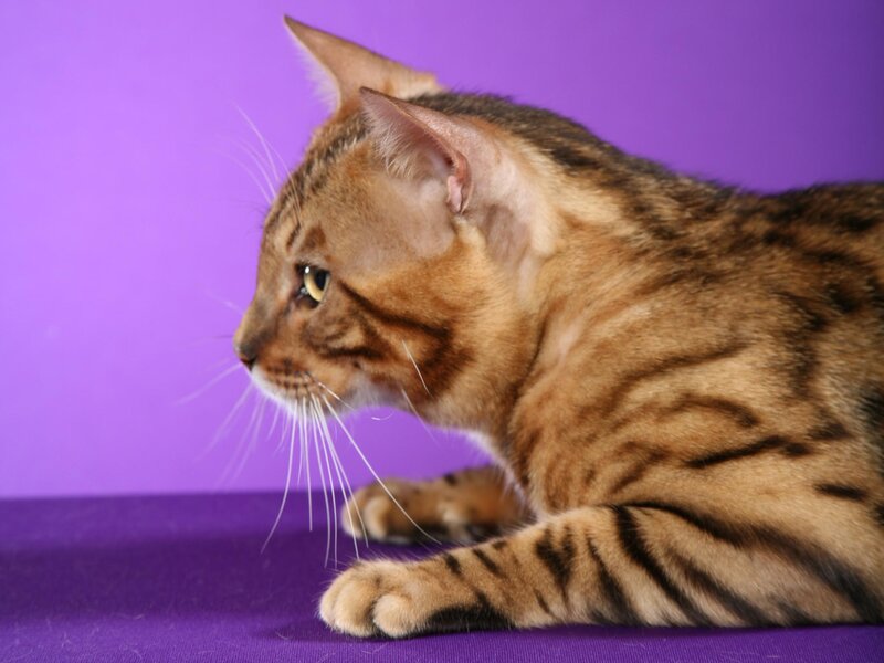 Bengal Cat in Profile — Purple