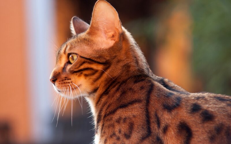 Bengal cat in profile