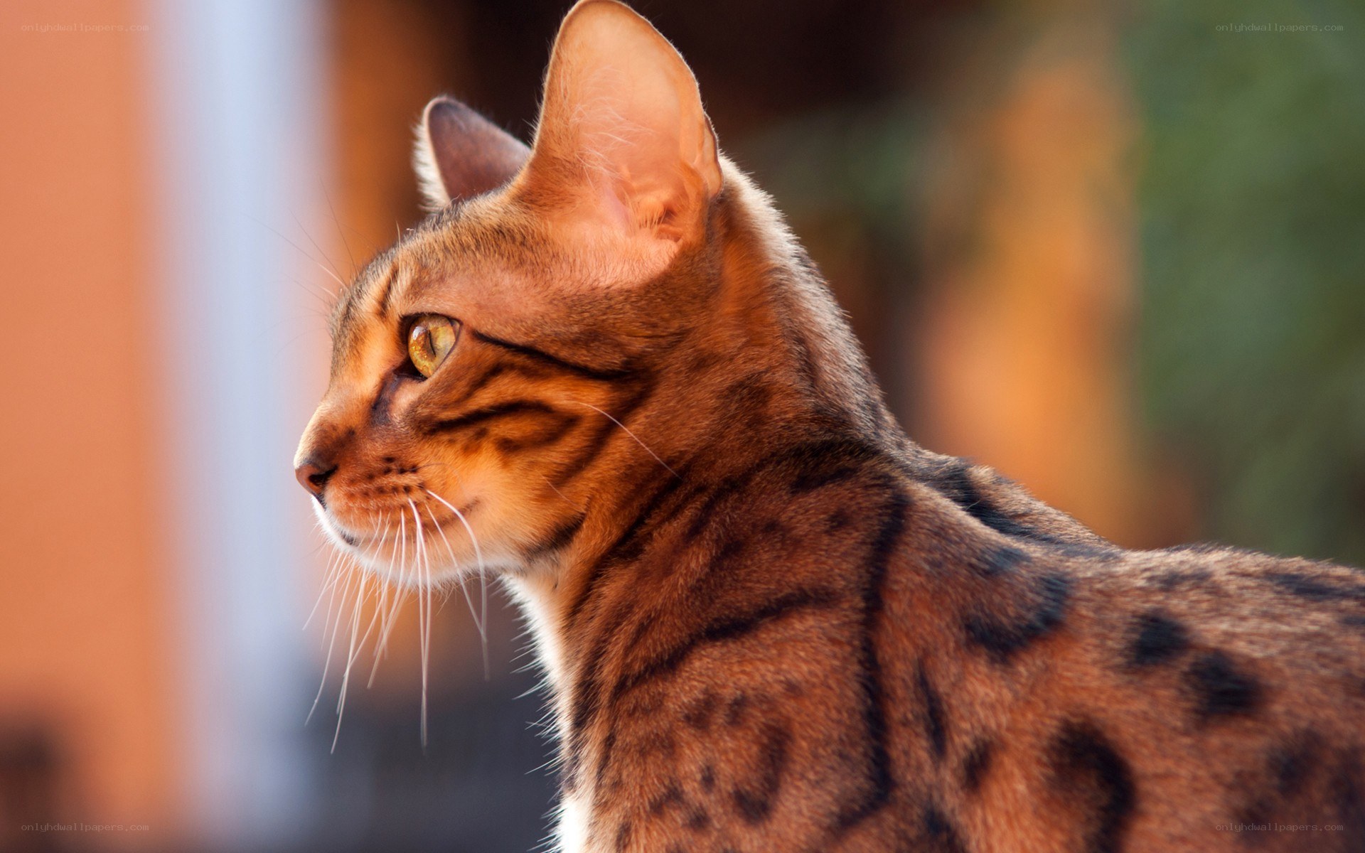 Bengal cat in profile