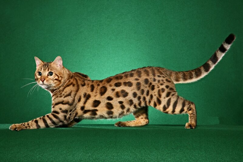Bengal Cat in Stretch