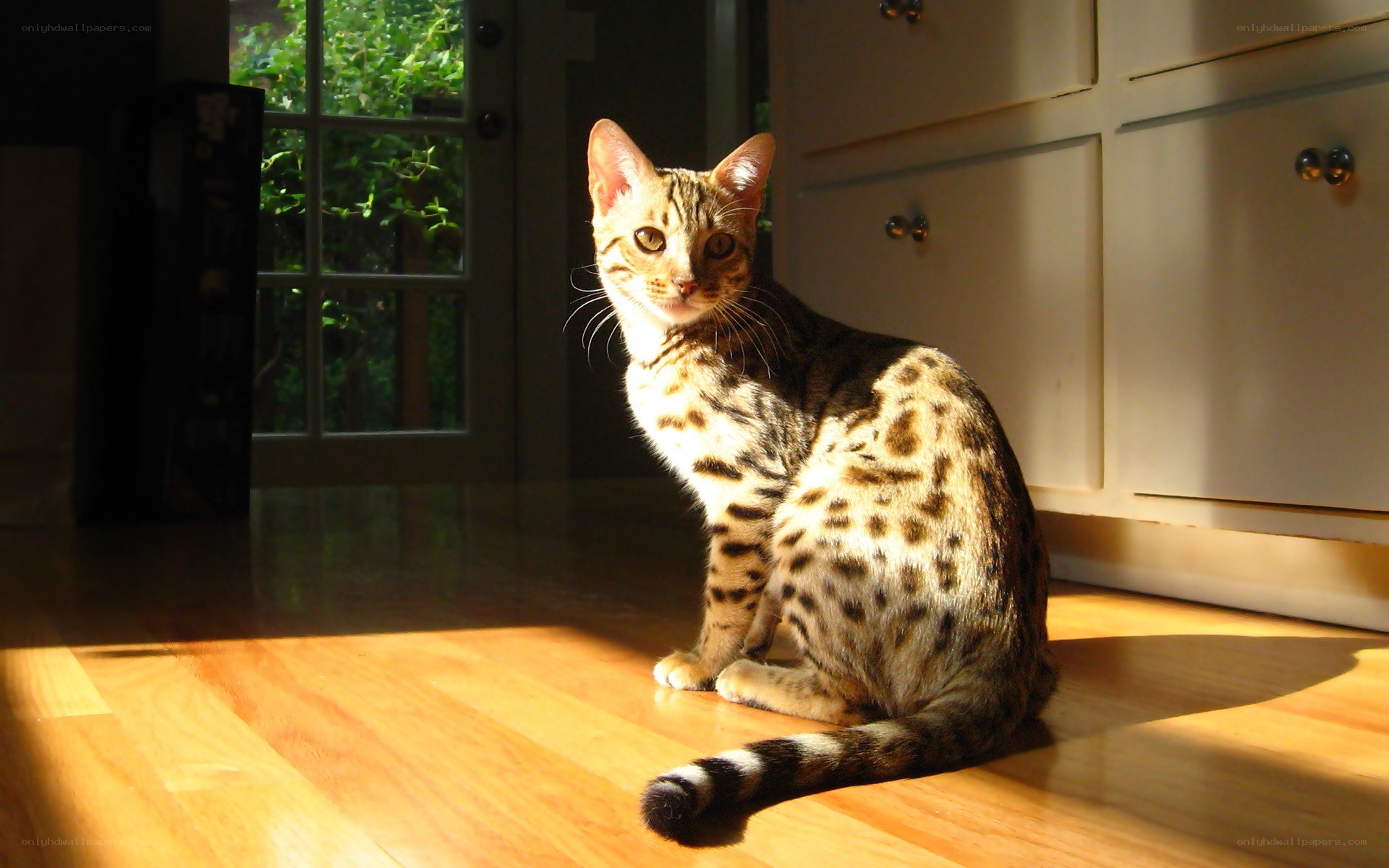 Bengal cat in sunbeam